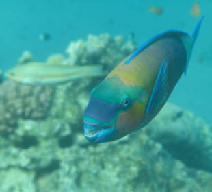 Unterwasserwelt - Papageienfisch