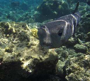 Unterwasserwelt am Sensimar Makadi Hotel