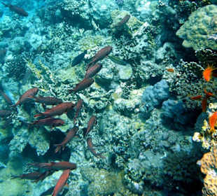 Hausriff, Korallen, Fische Wahnsinn
