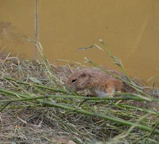 Irrland Bauernhof-Erlebnisoase