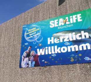 Sea Life