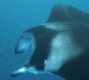 Mantaausflug - ein Highlight