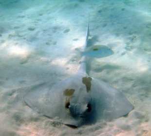 Federschwanzstechrochen Lagune Gorgonia Beach