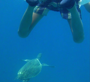 Schnorcheln mit Schildkröte direkt am Strandriff