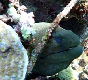 Schnorcheln Makadi Bay