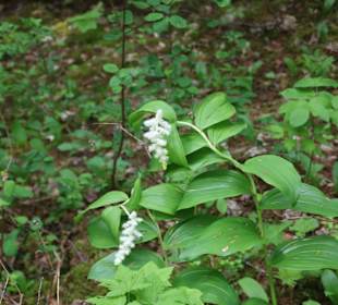 ....mitten im Wald und...