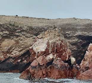 Ausflug Ballestas Inseln