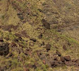 Roślinność Gór Gran Canaria