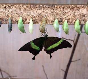 " Genau in dem Augenblick, in dem die Raupe dachte