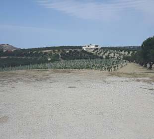 Führung Weinkellerei Boutari