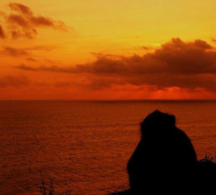 Affe vorm Sonnenuntergang