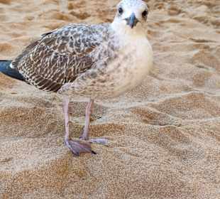 Praia de Nossa Senhora da Rocha