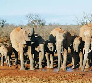 Elefanten an der Wasserstelle