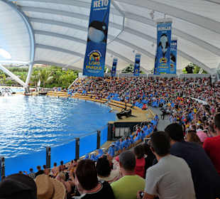 Orca Ocean Show