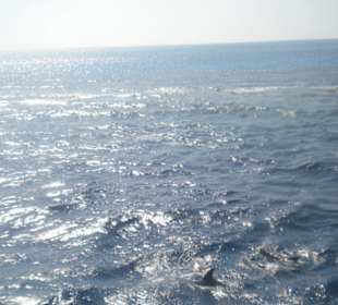 Haben zum ersten Mal so nah  Delphine gesehn!