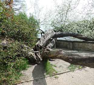 Hier läßt man alles wachsen wie es möchte