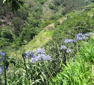 Entlang der Levada do Norte