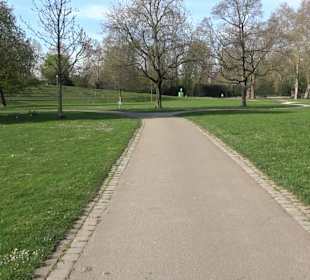 Historische Platanenallee im Unteren Schloßgarten