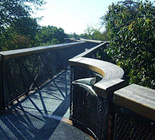 Eiserner Gang durch die Baumwipfel