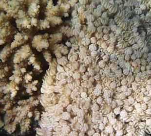 Schnorcheln am Hausriff