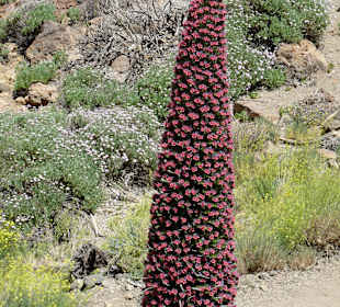 Parque Nacional del Teide