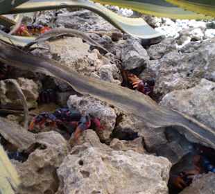 Wunderschöne Küste