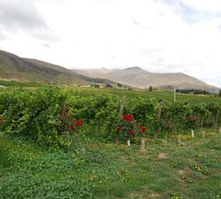 Виноградники Новой Зеландии.