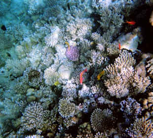 Einmalige Korallenwelt am Strand