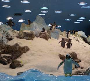 Pinguine im Aquarium