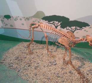 Ausstellung Eis Safari