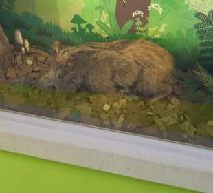 Museum für Naturkunde