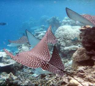 Adlerrochen überm Riff