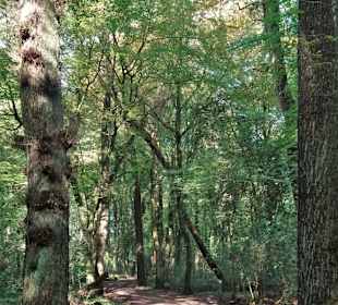 Eindrücke aus dem Neuenburger Urwald