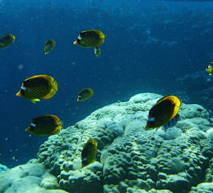 Tabakfalterfische Südriff Utopia