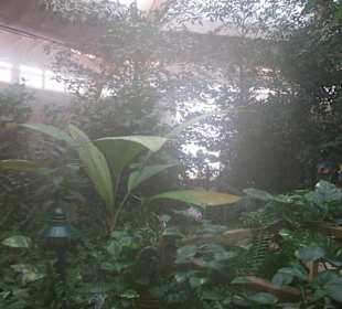 Schmetterlingshaus Jonsdorf