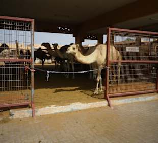 Tour Al Ain