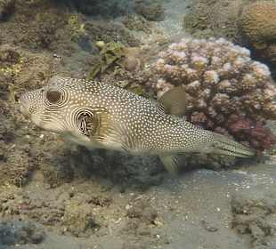 Hausriff - Igelfisch