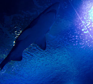 Hai über dem Glastunnel