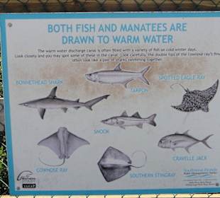 Fische die es noch im Kanal gibt