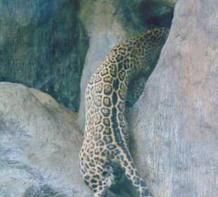 La Paz Waterfall Gardens