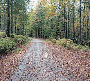 Wandern Mitterfirmiansreut