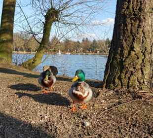 Enten am Wasser