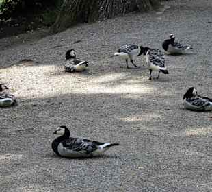 Freilebende Vögel im Tierpark Röhrensee