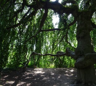 Höhenpark Killesberg