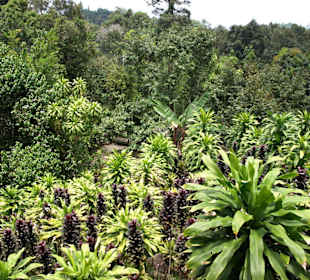 Dschungel Magic Garden