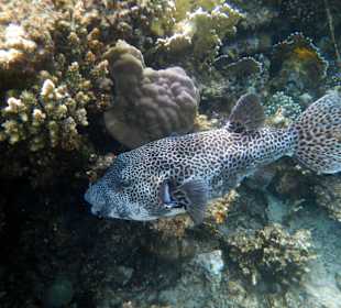 Kugelfisch mit Putzerfisch im Kiemen