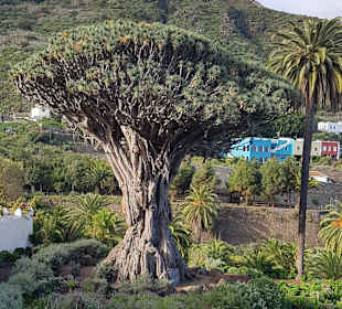 Drachenbaum Icod