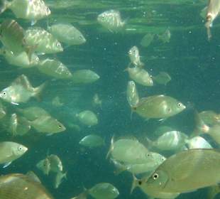 Unterwasserwelt am Strand