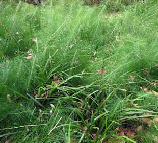 Mili Gorge Impression