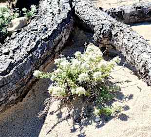 Blumen im Naturpark